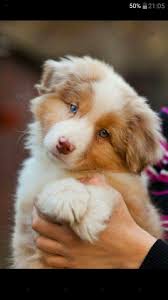 Pin By Mehmet Karaman On Hayvanlar Alemi Cute Animals Cute Dogs Animals