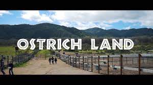 Maybe you would like to learn more about one of these? Ostrich Land Solvang California Youtube