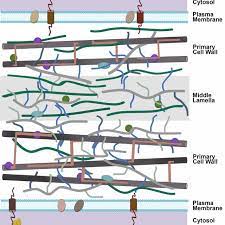 In plant cells, the cell wall is a tough, rigid structure that may consist of the primary cell wall which is generally a thin, flexible and extensible layer composed of cellulose, pectin and. Schematic Model Of The Primary Cell Wall Structure Of A Dicot Plant Download Scientific Diagram