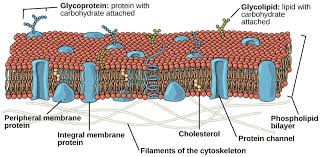 Think of an organelle as a tiny organ that is a component of a cell. Eukaryotic Cells Biology I