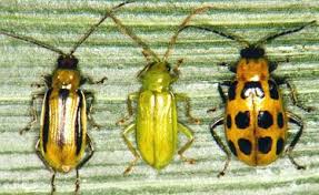 The tarnished plant bug focuses mostly on ornamental flowers. Corn Insect Pests Cropwatch