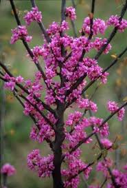 Maybe you would like to learn more about one of these? 7 Trees Ideas Trees To Plant Flowering Trees Redbud Tree