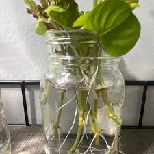 Image result for Lysimachia ruhmeriana