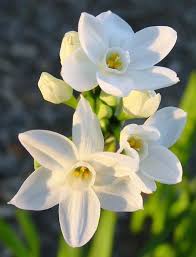 Stronger Paperwhites Paperwhite Flowers Winter Flowers Narcissus Flower