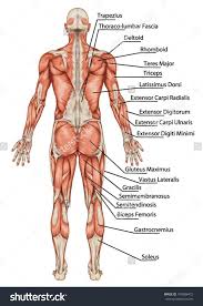 There are 20 muscle pairs, one on each side of the body. Human Anatomy Back View Koibana Info Body Anatomy Muscular System Anatomy Body Muscle Anatomy