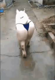 Bad Ass Pig GIF - Bad Ass Pig Walk - Discover & Share GIFs