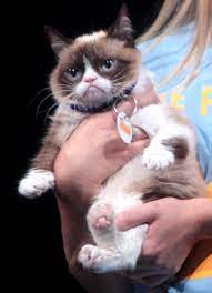 We did not find results for: Grumpy Cat Wikipedia