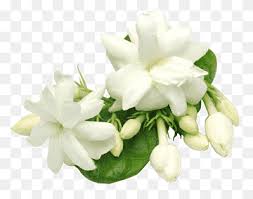 We did not find results for: White Jasmine Flowers Illustration Arabian Jasmine Plant Oil Perfume Candle Jasmine White Oil Flower Png Pngwing