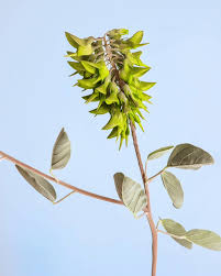 Image result for Crotalaria quarrei