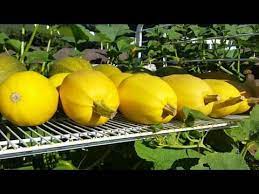 Mummy Mummy There Is Spaghetti Inside Mine That Was My Daughter S Reaction The First Time I Cooked These For Spaghetti Squash Growing Spaghetti Squash Squash