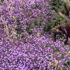 It brings an extremely fine and delicate texture to the garden composition and should be used to full effect. Creeping Thyme Magic Carpet Thymus Serpyllum Plants Select Seeds