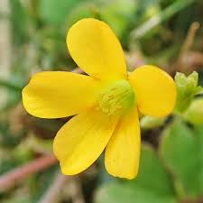 Image result for Oxalis corniculata