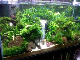 Een Waterval In Aquarium Aquascaping Ikan Akuarium Planted Aquarium