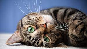 See more ideas about cat wallpaper, cat art, cute wallpapers. Green Eyed Cat 4k Ultra Hd Wallpaper Background Image 3840x2160