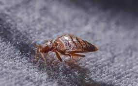 *try to mix only enough spray to use for the day. Manhattan Beach Ca Pest Control Pest Management In California