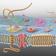 Cell Membrane 3d Arte Biologia Recursos Biologicos Membrana Celular