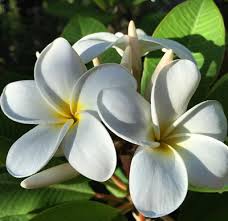 Collection by hawaiian mania • last updated 9 weeks ago. Hawaii S Popular Tropical Flowers And How To Wear Them