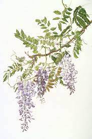 Wisteria Botanix Botanical Drawings Flower Art Botanical Illustration