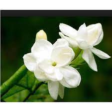Flowers are the symbol of beauty, celebration and joy. White Green Jasmine Loose Natural Flower Rs 400 Kilogram Hari Dass Flora Centre Id 15382985073