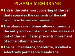 Outermost covering of animal cell is made up of. Cell Discovery Of Cell The Cells Are Structural