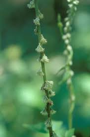 Image result for Cyathula