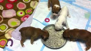 If you have a puppy that is only 6 weeks old, take it back to the breeder. What Should I Feed A 3 Weeks Old Puppy Quora