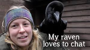 Raven Fable The Raven Did You Know Ravens Can Talk Youtube Pet Raven Raven Funny Birds