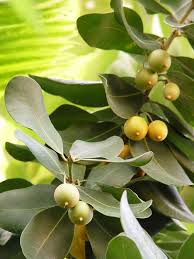 Image result for Manilkara koechlinii