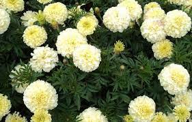 We did not find results for: Tanaman Marigold Bunga Marigold Deskripsi Dengan Foto Foto Tanaman Sifat Dan Kontraindikasi Mentimun Acar Dengan Marigold Untuk Musim Dingin