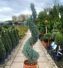 Image result for Cupressus arizonica