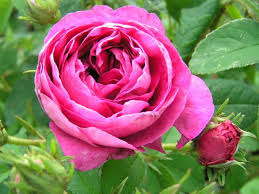 Although referred to by one vendor as charles de mildew this rose never stints on its yearly production of flowers. Baumschule Eggert Blutenstraucher Baumschulen Heckenpflanzen Charles De Mills