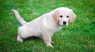 Entrainement Du Chiot A La Proprete