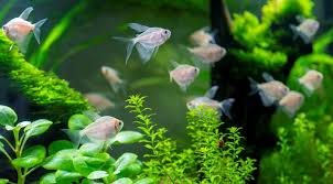 The plants will also provide your freshwater aquarium with natural filtration. Best Freshwater Aquarium Plants 15 Live Plants For Freshwater Aquarium