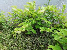 Les feuilles ne tombent en hiver. Fleau Des Berges Lemaniques La Renouee Du Japon Banque Du Leman