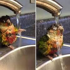 This tutorial will explain how to get some nice effects using a simple tool in maya the transform component hope you may find this helpful, got this… 26 Animals That Can Make You Explode With Laughter