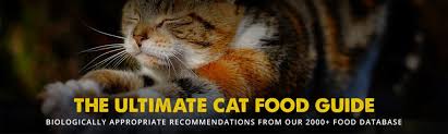 The 8 Best Cat Food Reviews From Our Insanely Huge Food