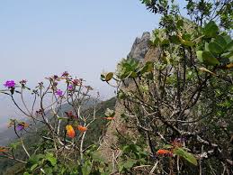 Image result for Dissotis melleri