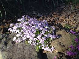 This phlox is native to the southeastern us. Phlox Subulata Creeping Phlox Flowering Moss Moss Phlox Moss Pink Moss Pink Mountain Pink Rock Phlox Thrift North Carolina Extension Gardener Plant Toolbox