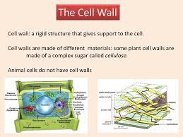 The primary cell wall of land plants is composed of the polysaccharides cellulose, hemicelluloses and pectin. Ppt The Cell Wall Powerpoint Presentation Free Download Id 2151210