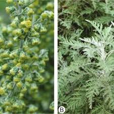 Image result for Dicoma anomala