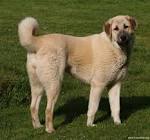 National Anatolian Shepherd Rescue Network