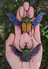 Image result for Heteromorpha sp. agg.