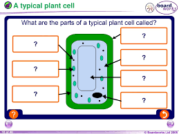 Check spelling or type a new query. Ks3 Biology 7a Cells Ppt Download