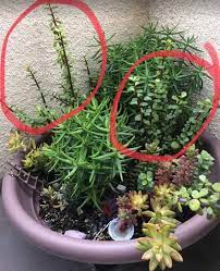 This succulent is quite hardy, making it great for beginner gardeners. Portulacaria Afra Elephant Bush Care Types And Propagation Succulent Plant Care