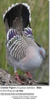 Most people who have developed symptoms of bird flu have had close contact with sick birds. Zoonotic Diseases Pigeon Associated People Diseases Beauty Of Birds