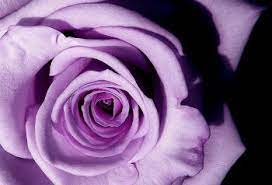 A fun image sharing community. History And Meaning Of Lavender Roses Proflowers Blog