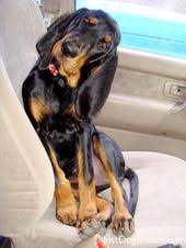 Black And Tan Coonhound Mixed With Rottweiler Maybellene Black And Tan Coonhound Dog Breeds Dog Breeds Coonhound Dogs