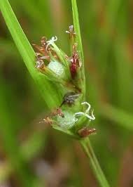 Image result for Scleria mikawana