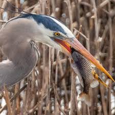 Bird Videos For Cats To Watch Online Watch The Best Youtube Videos Online Somebody Had A Good Day Somebody Had A Bad Day Ahhhh Wildlife Photography Bird Photography Nature Photography