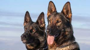 The american german shepherd and the european german shepherd are the same breed, but with different backgrounds. American Vs European German Shepherds What S The Difference